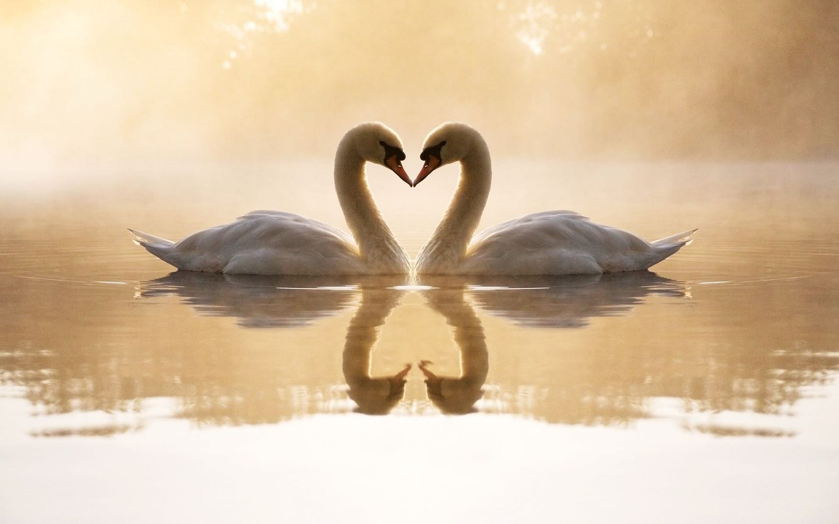 loving_swans-1920x1200.jpg