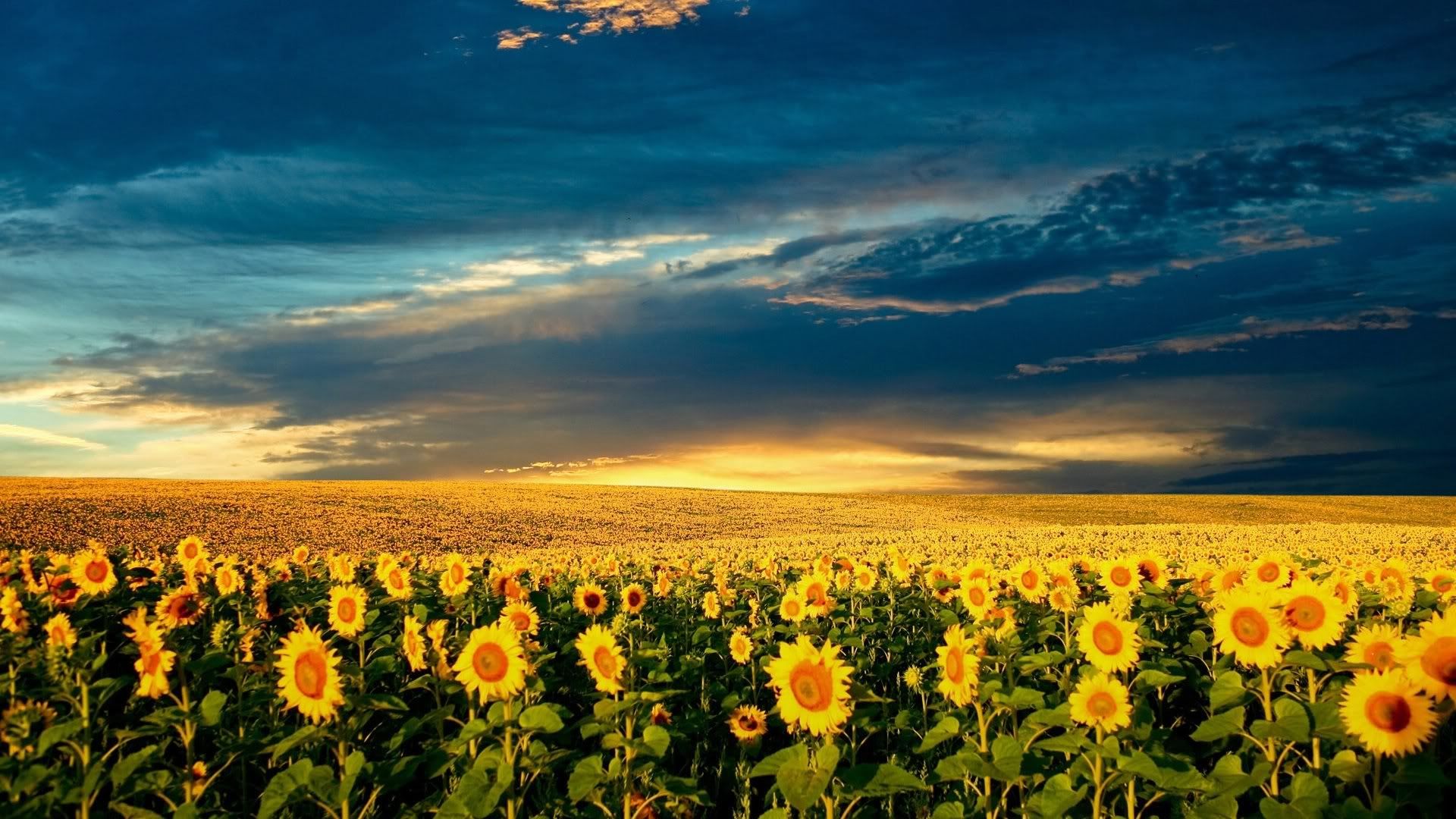 SuperPack_Beautiful_Nature_HD_Wallpapers_Part_19731.jpg