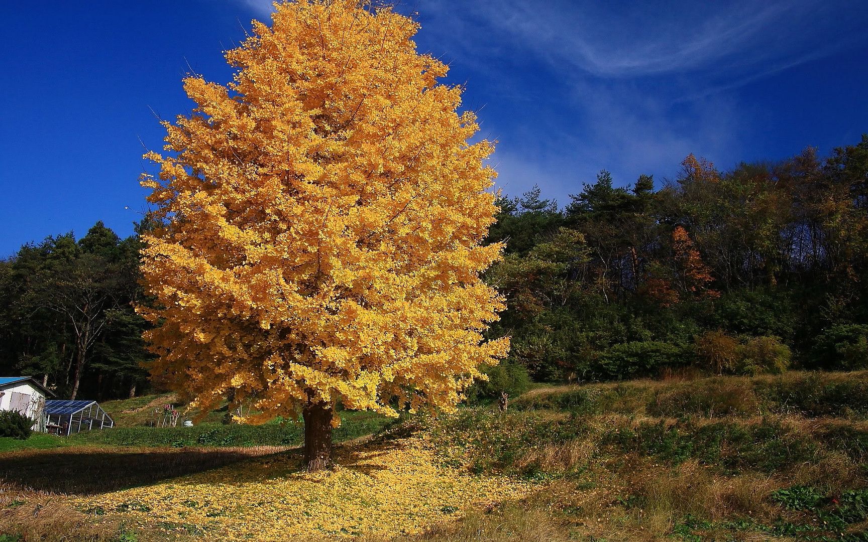 SuperPack_Beautiful_Nature_HD_Wallpapers_Part_19819.jpg