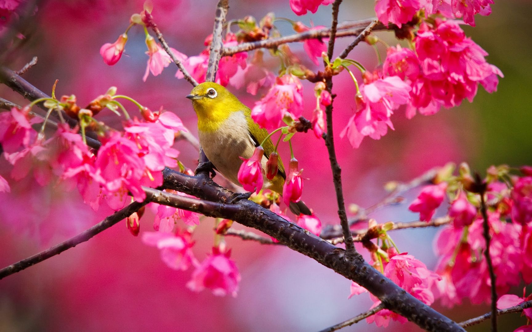mountain_cherry_bird-2560x1600.jpg