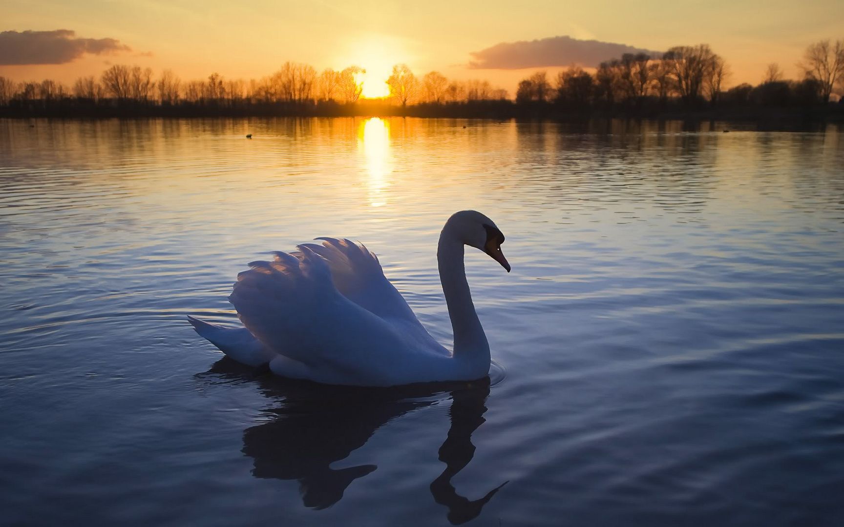 mute_swan-1920x1200.jpg