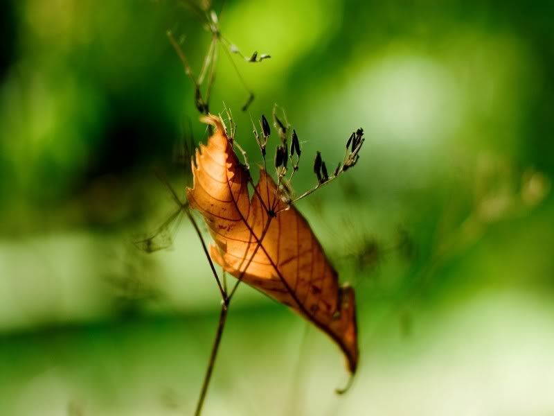nature_058_1600x.jpg
