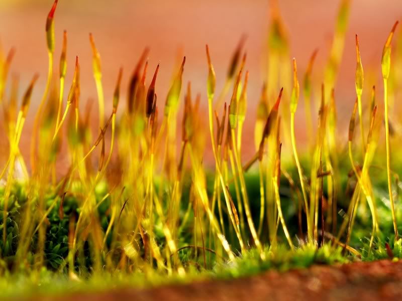 nature_060_1600x.jpg