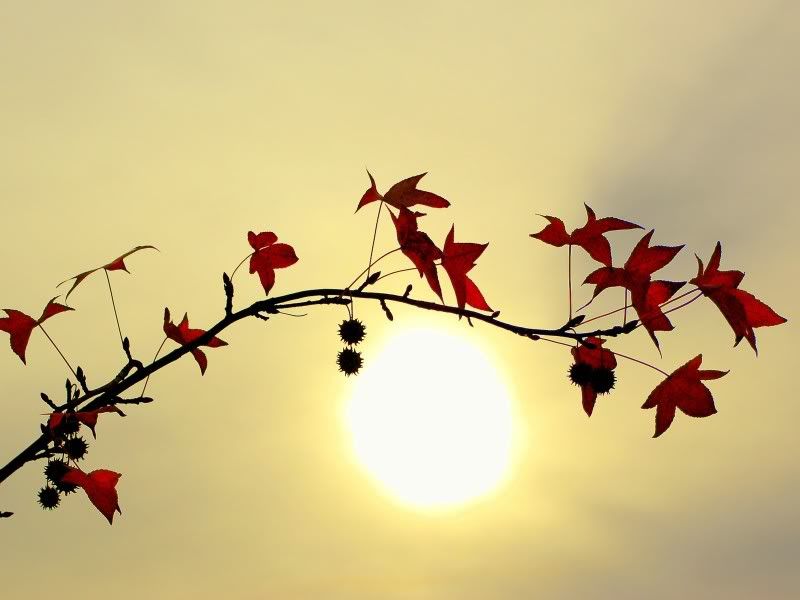 nature_062_1600x.jpg