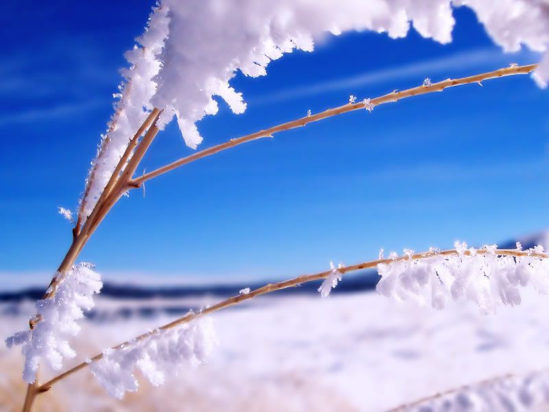 nature_068_1600x.jpg