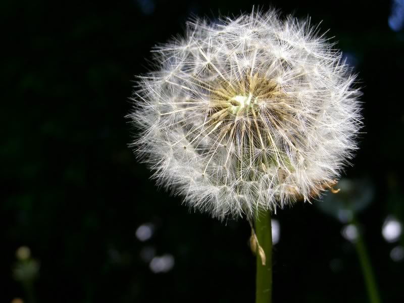 nature_073_1600x.jpg