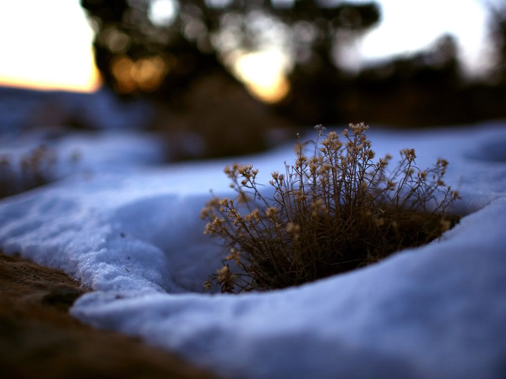 nature_074_1600x.jpg