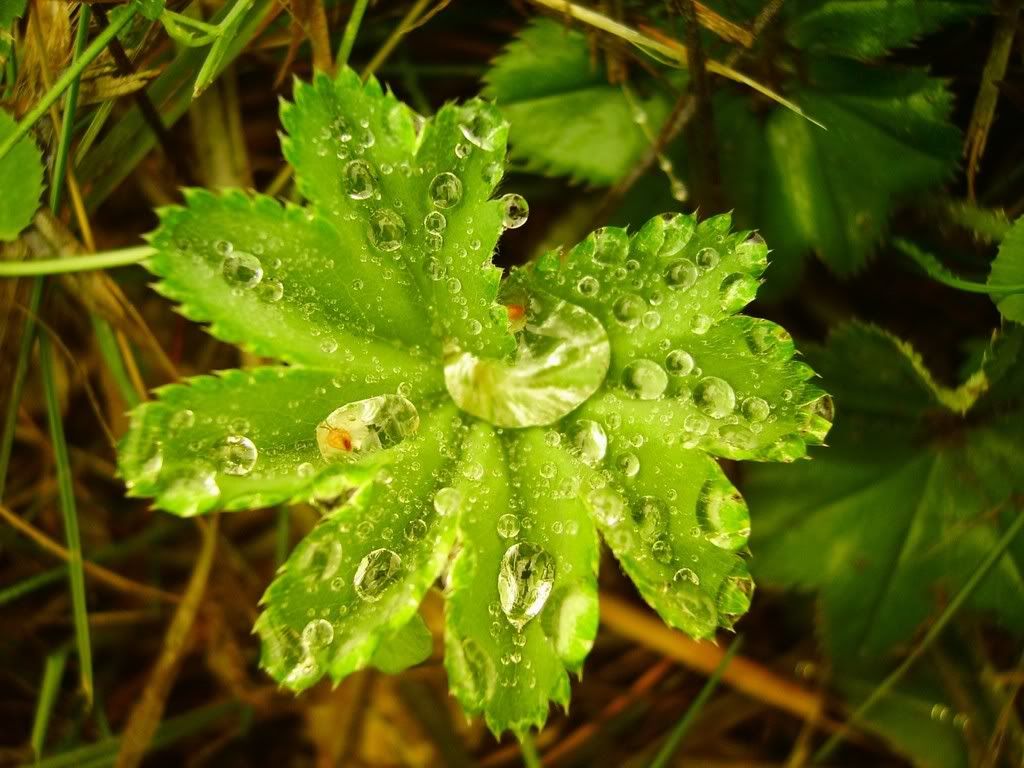 nature_081_1600x.jpg