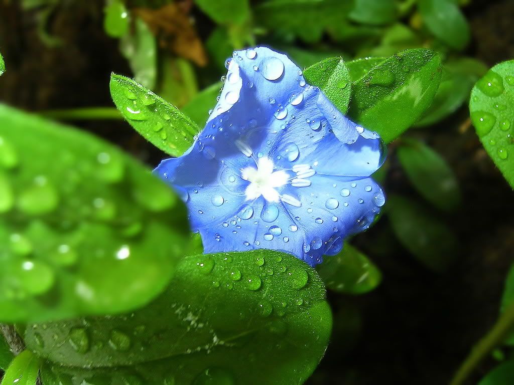 nature_085_1600x.jpg