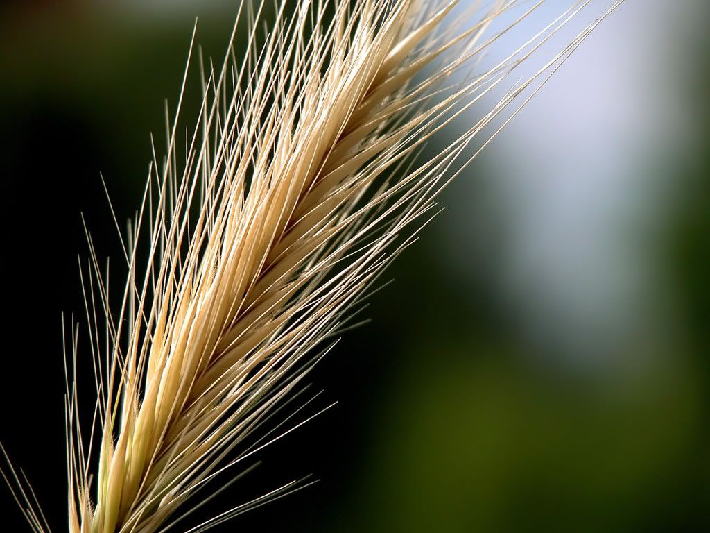 nature_094_1600x.jpg