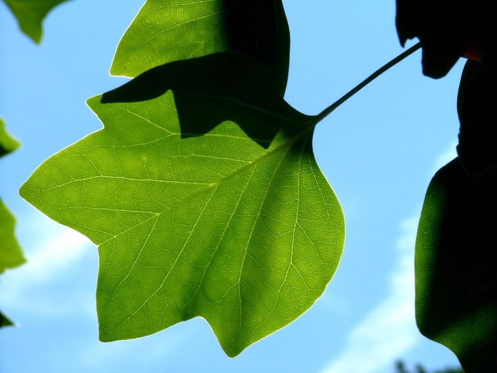 nature_096_1600x.jpg