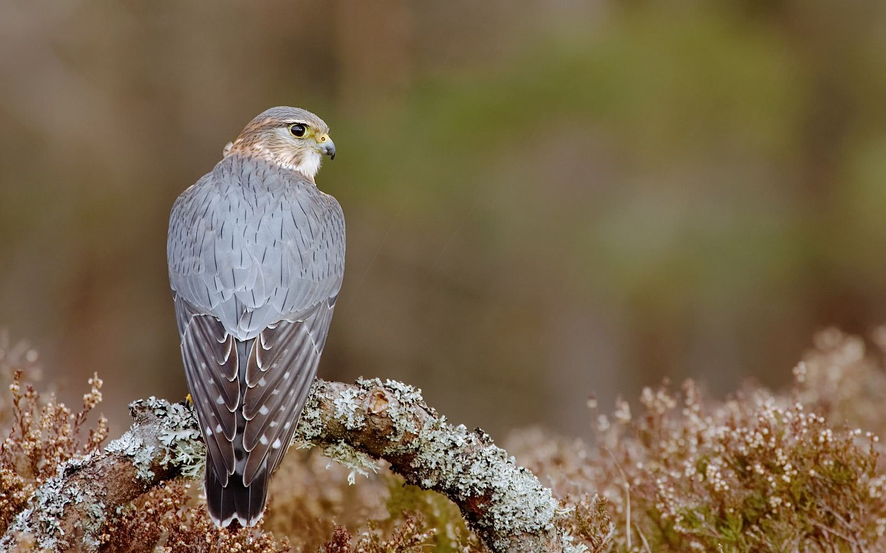 pigeon_hawk-1920x1200.jpg
