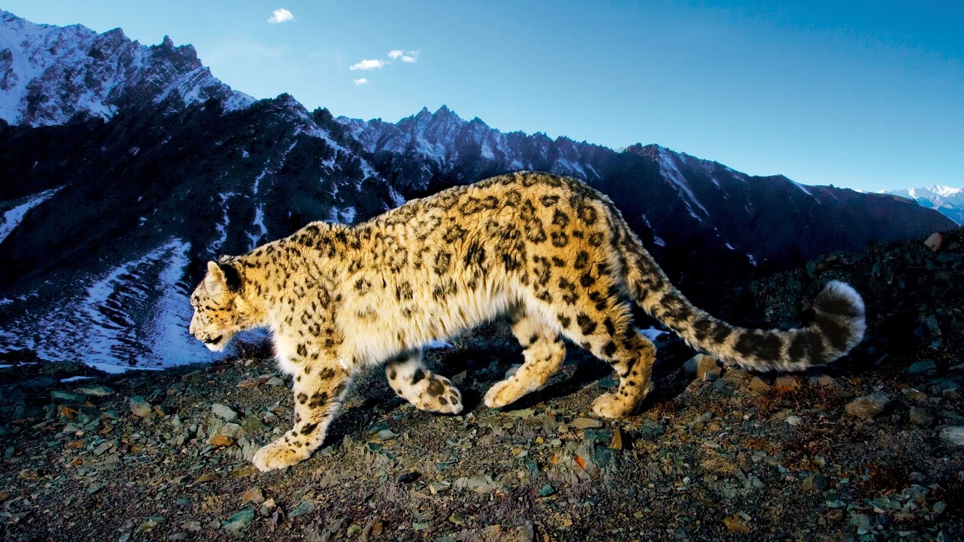 prowling_snow_leopard-2560x1440.jpg