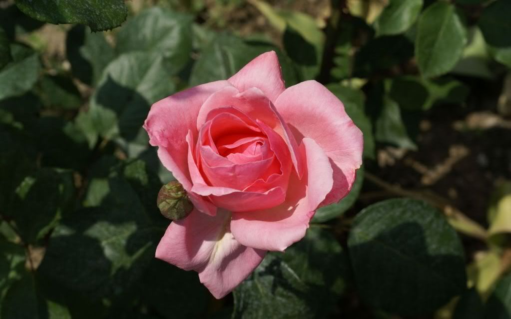rosephoto03557.jpg
