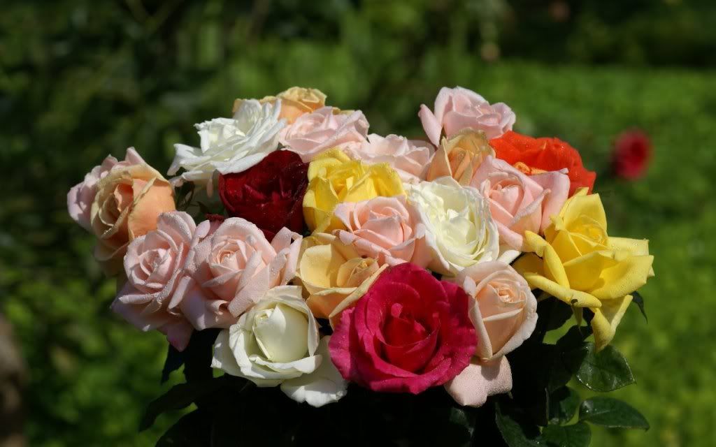 rosesdsc01667.jpg