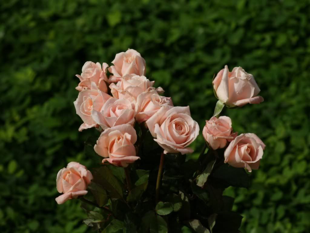roseswallpaperdsc01126.jpg
