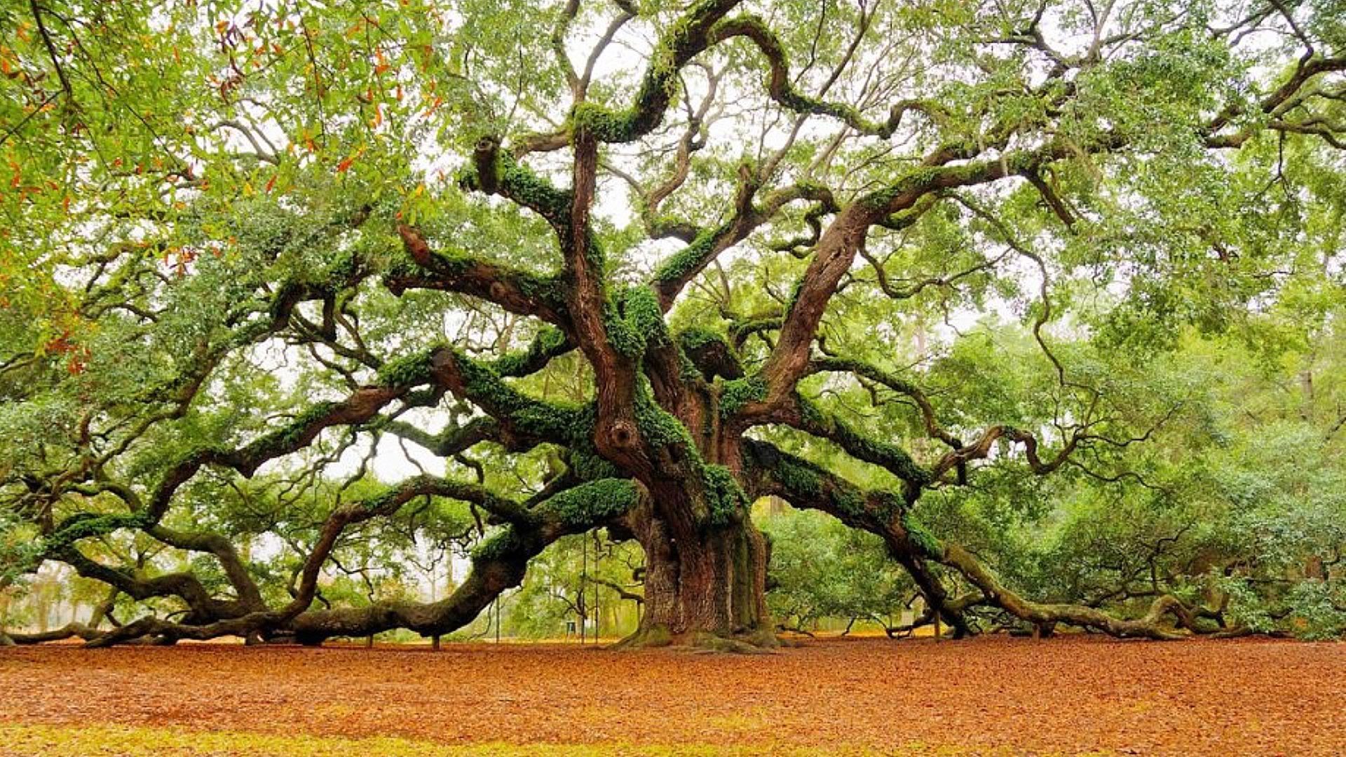 SuperPack_Beautiful_Nature_HD_Wallpapers_Part_19755.jpg