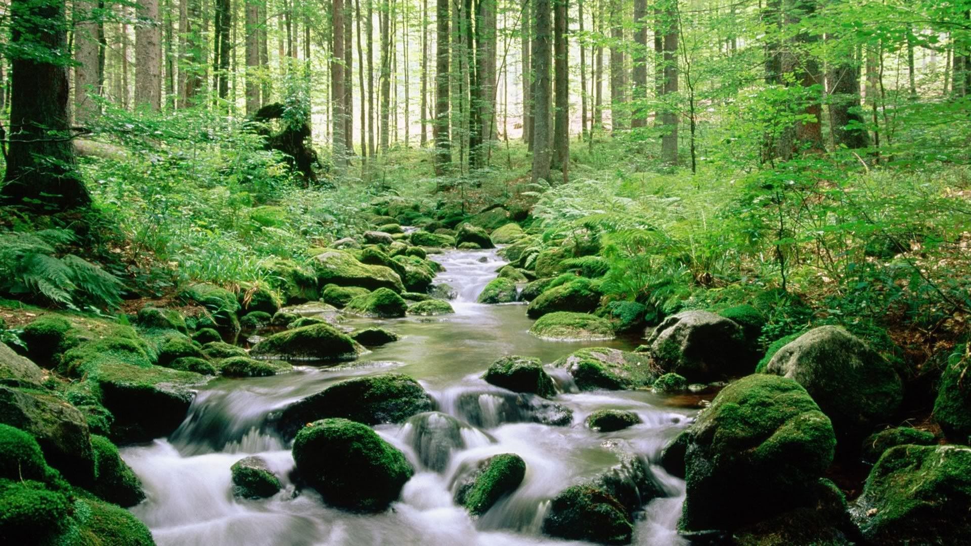 SuperPack_Beautiful_Nature_HD_Wallpapers_Part_19758.jpg