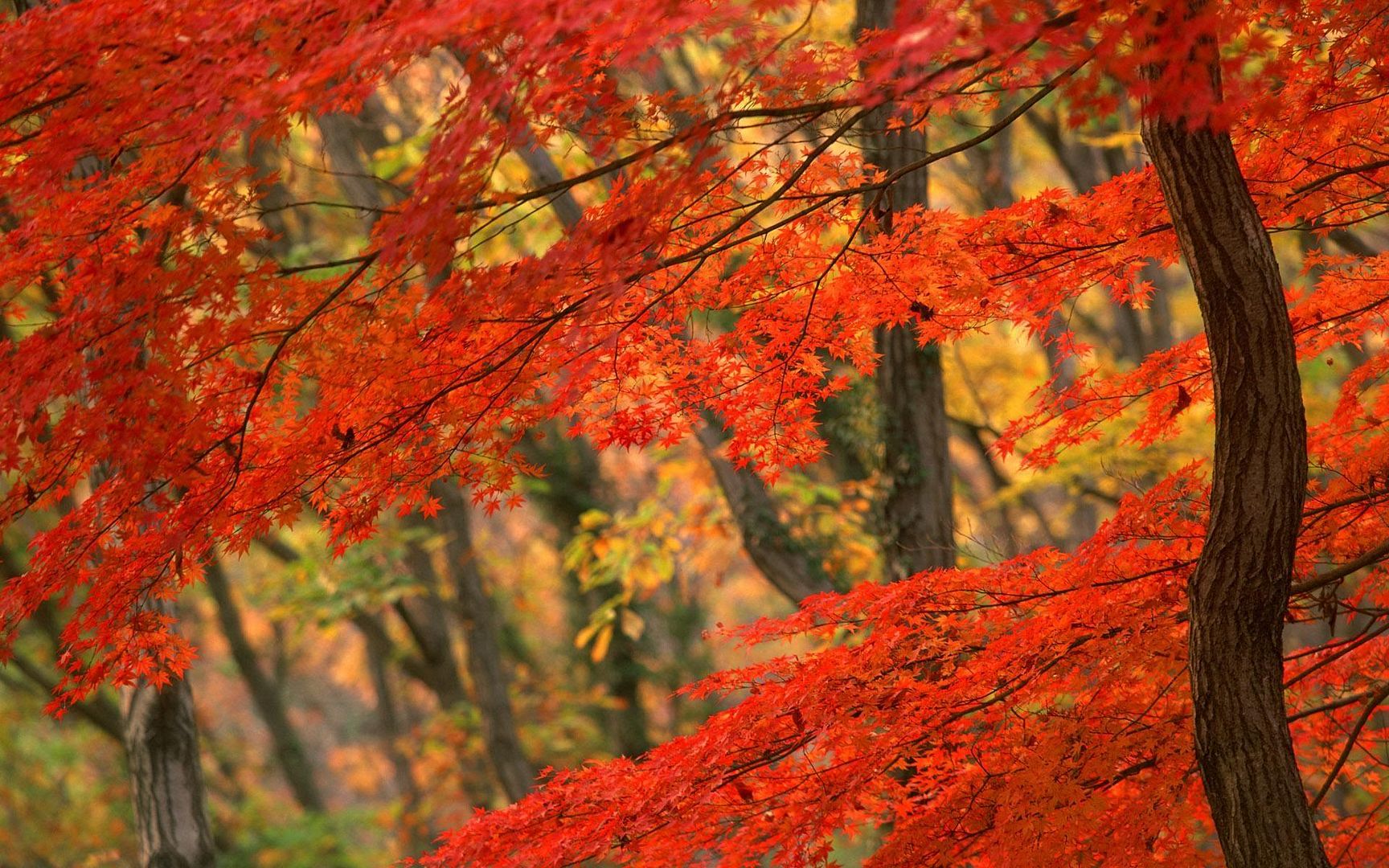 SuperPack_Beautiful_Nature_HD_Wallpapers_Part_19767.jpg
