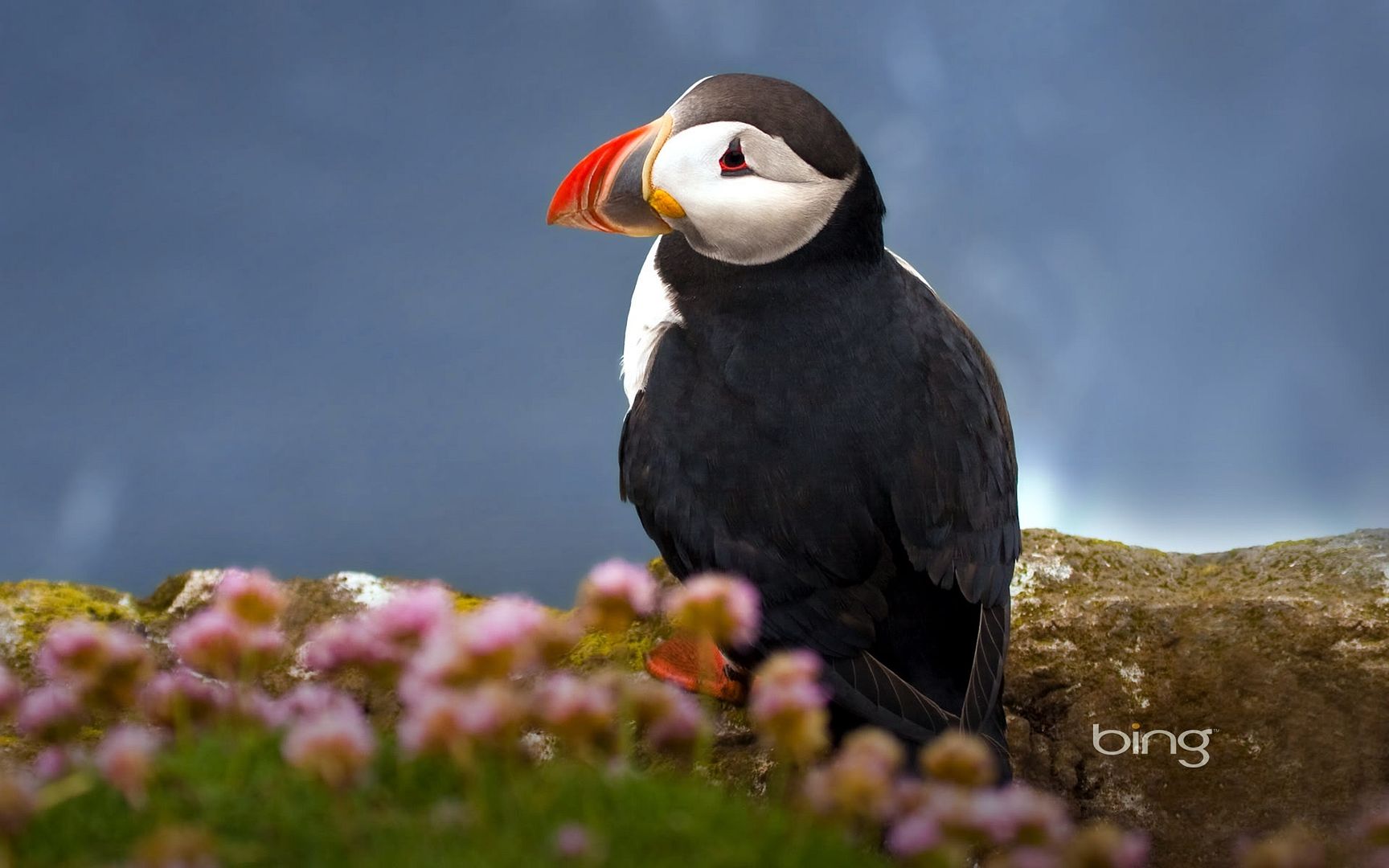 seabird_atlantic_puffin-1920x1200.jpg