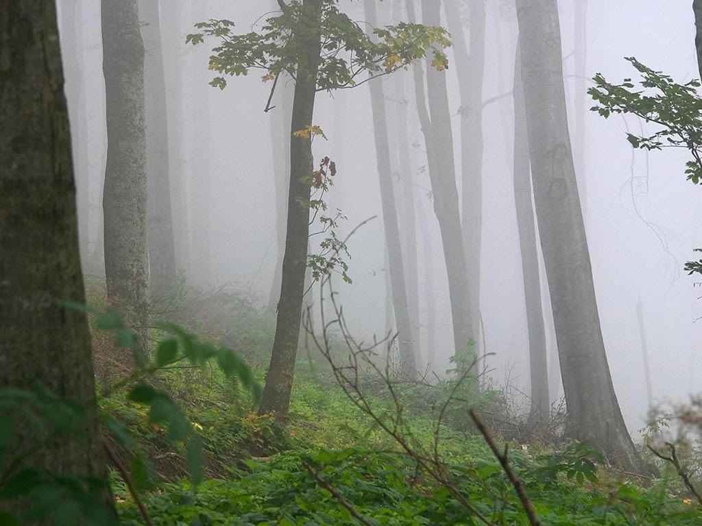 sisliormanyz7.jpg
