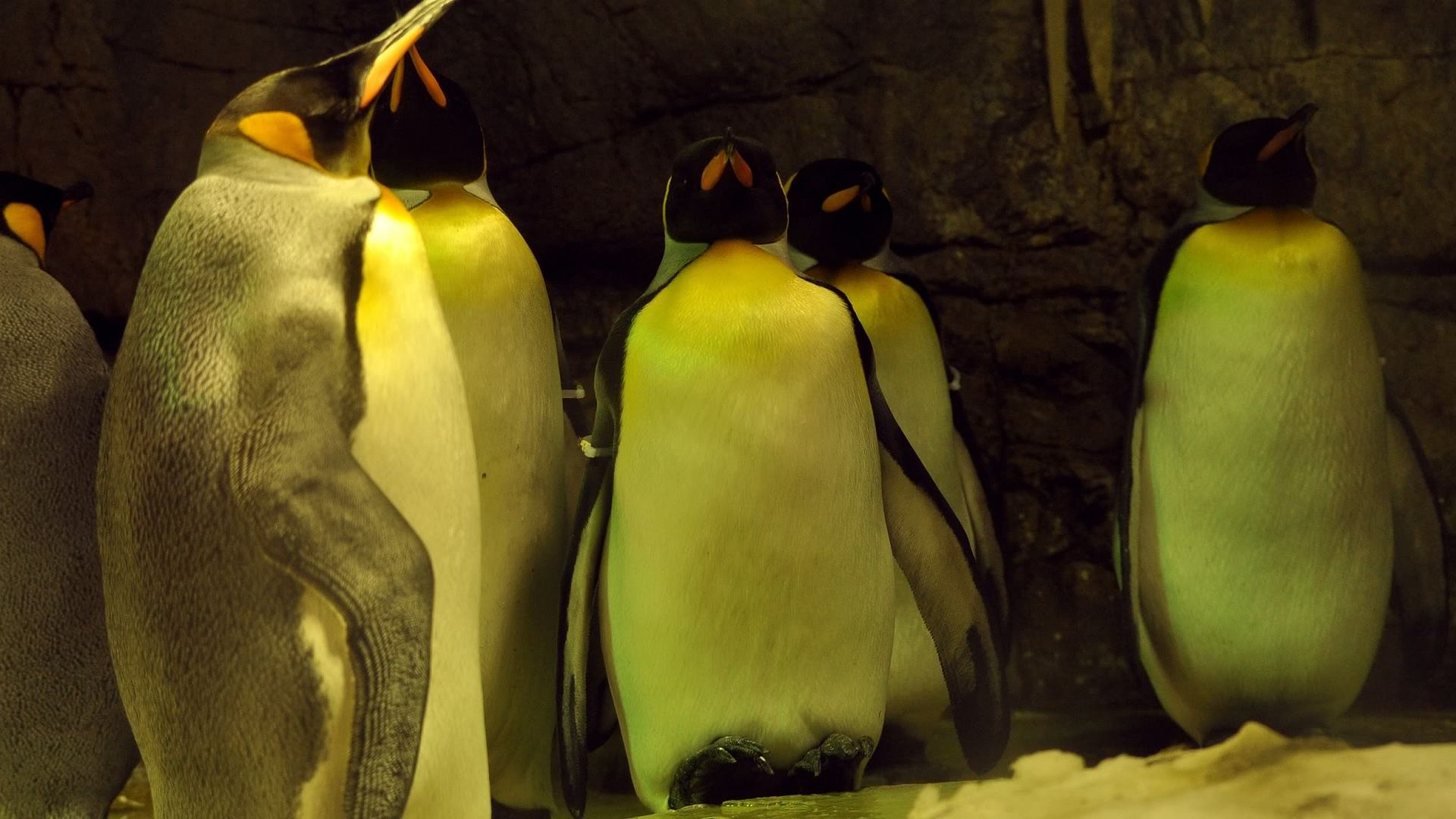 sleeping_penguins-2560x1440.jpg