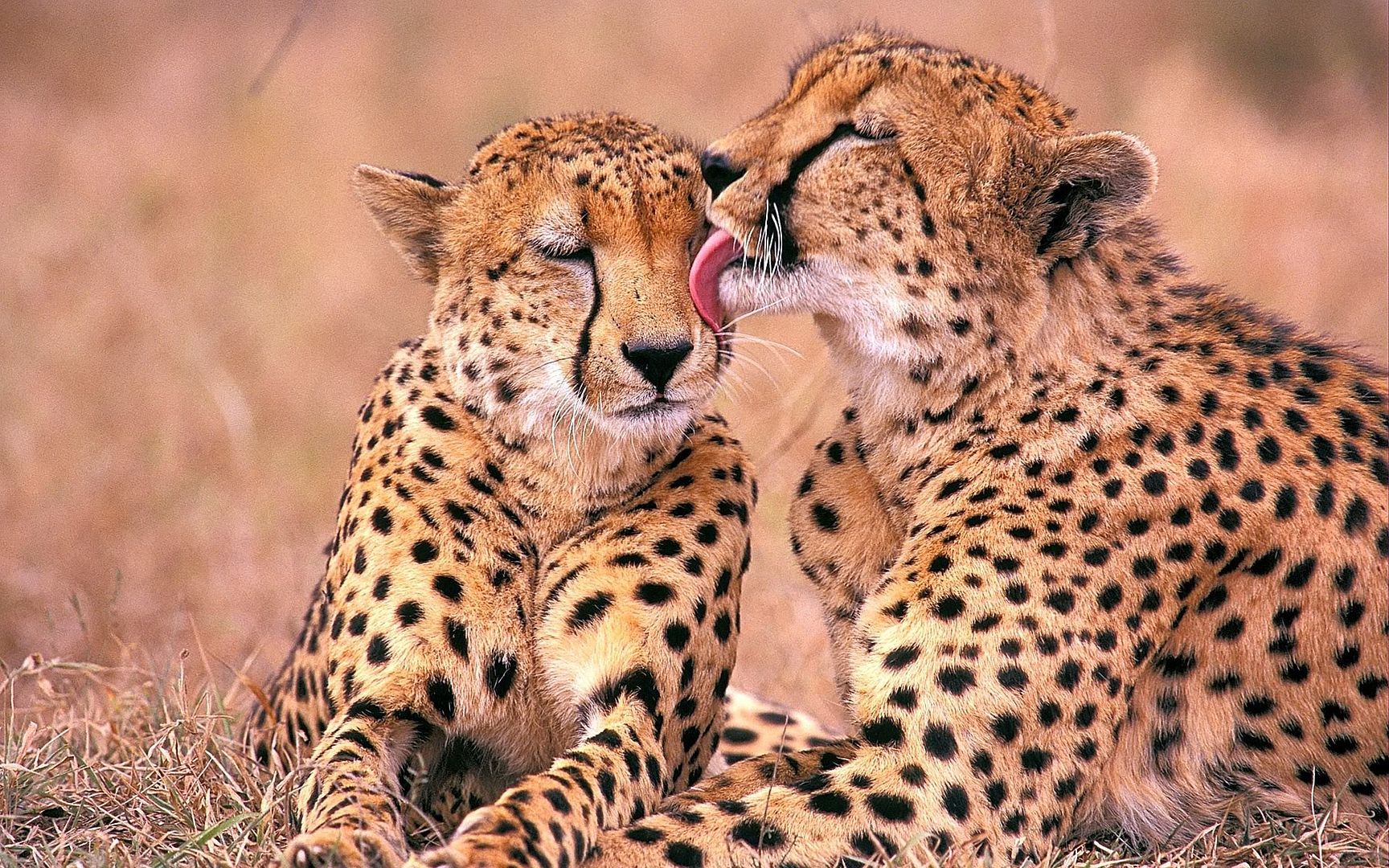 south_african_cheetahs-1920x1200.jpg