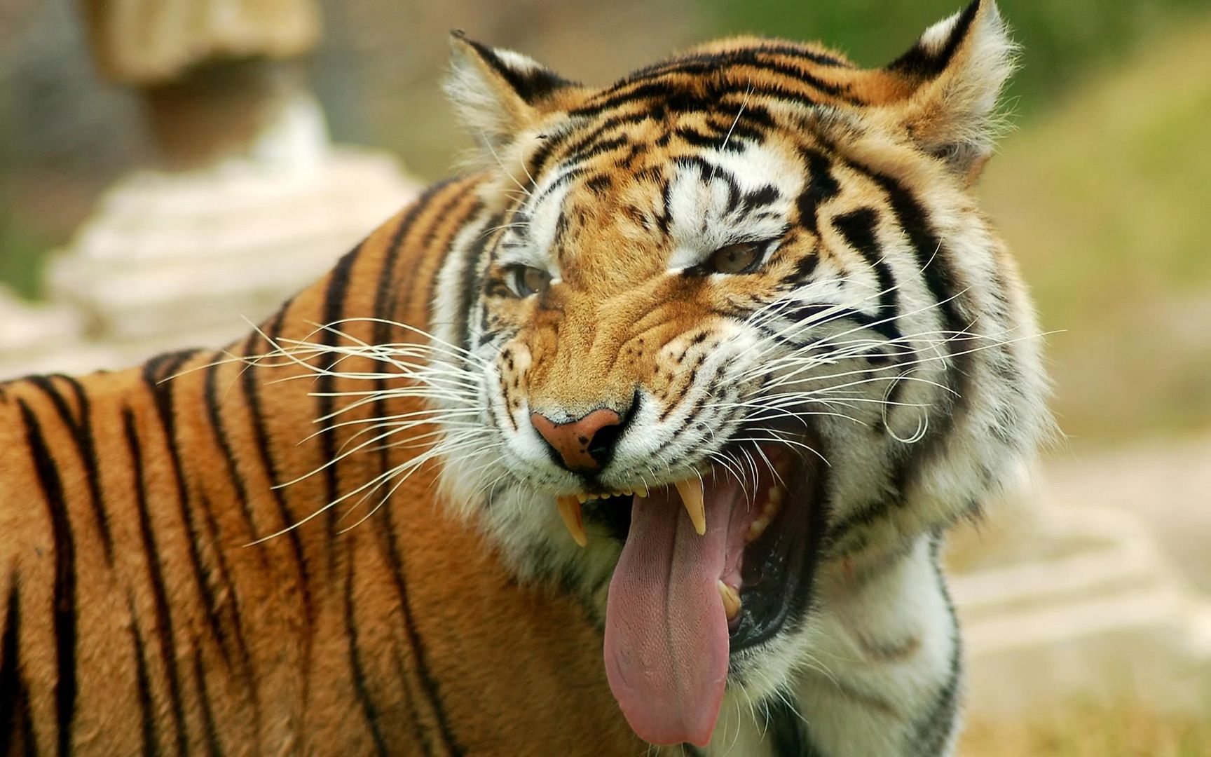 tiger_ii-2560x1600.jpg