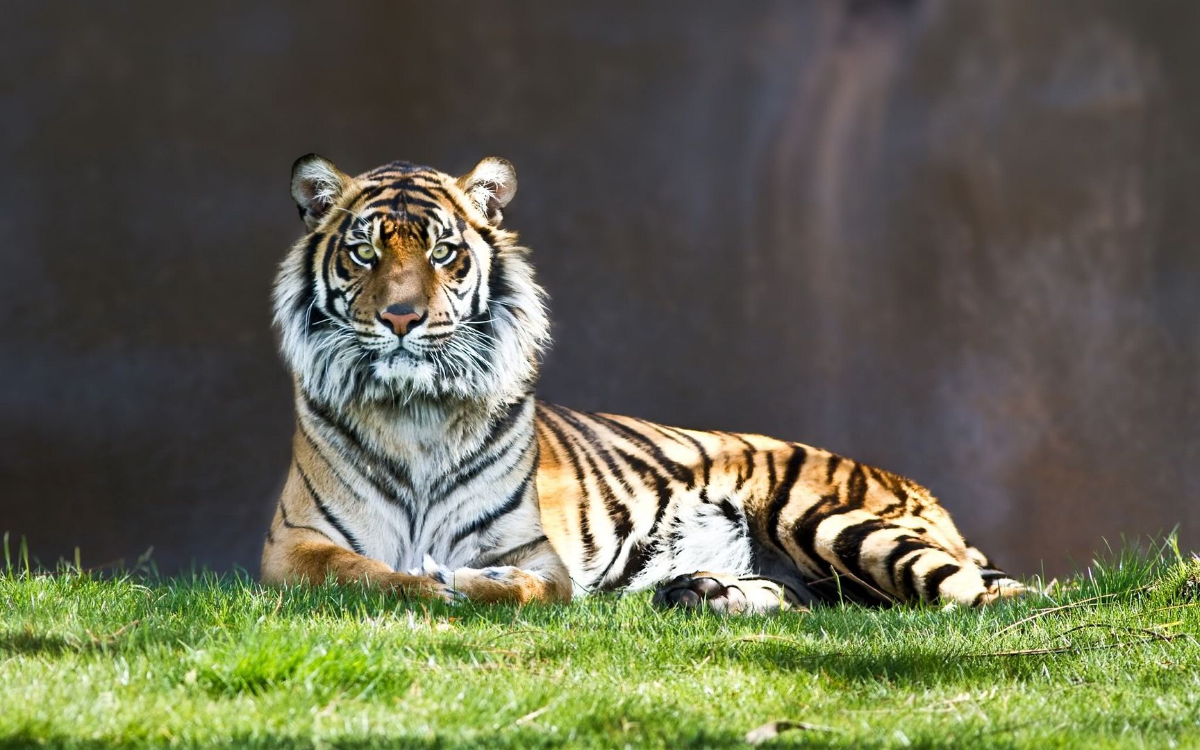 tiger_staring-2560x1600.jpg
