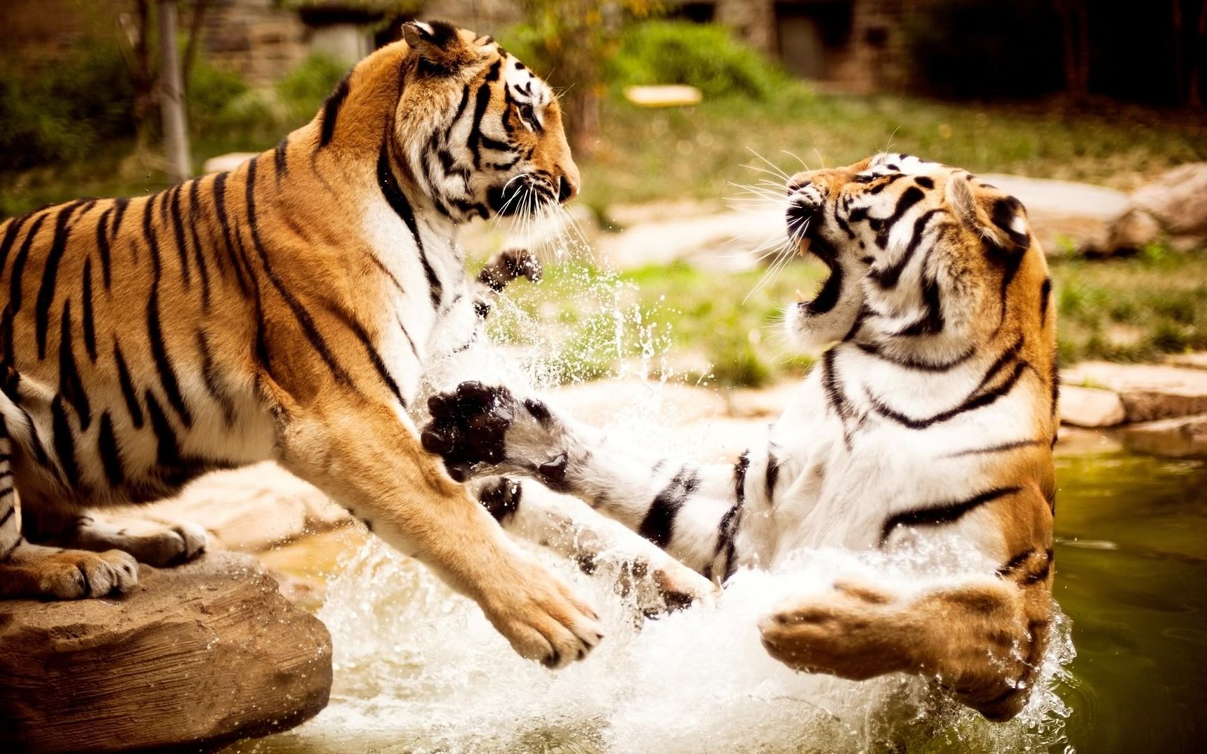 tigers_playing-2560x1600.jpg