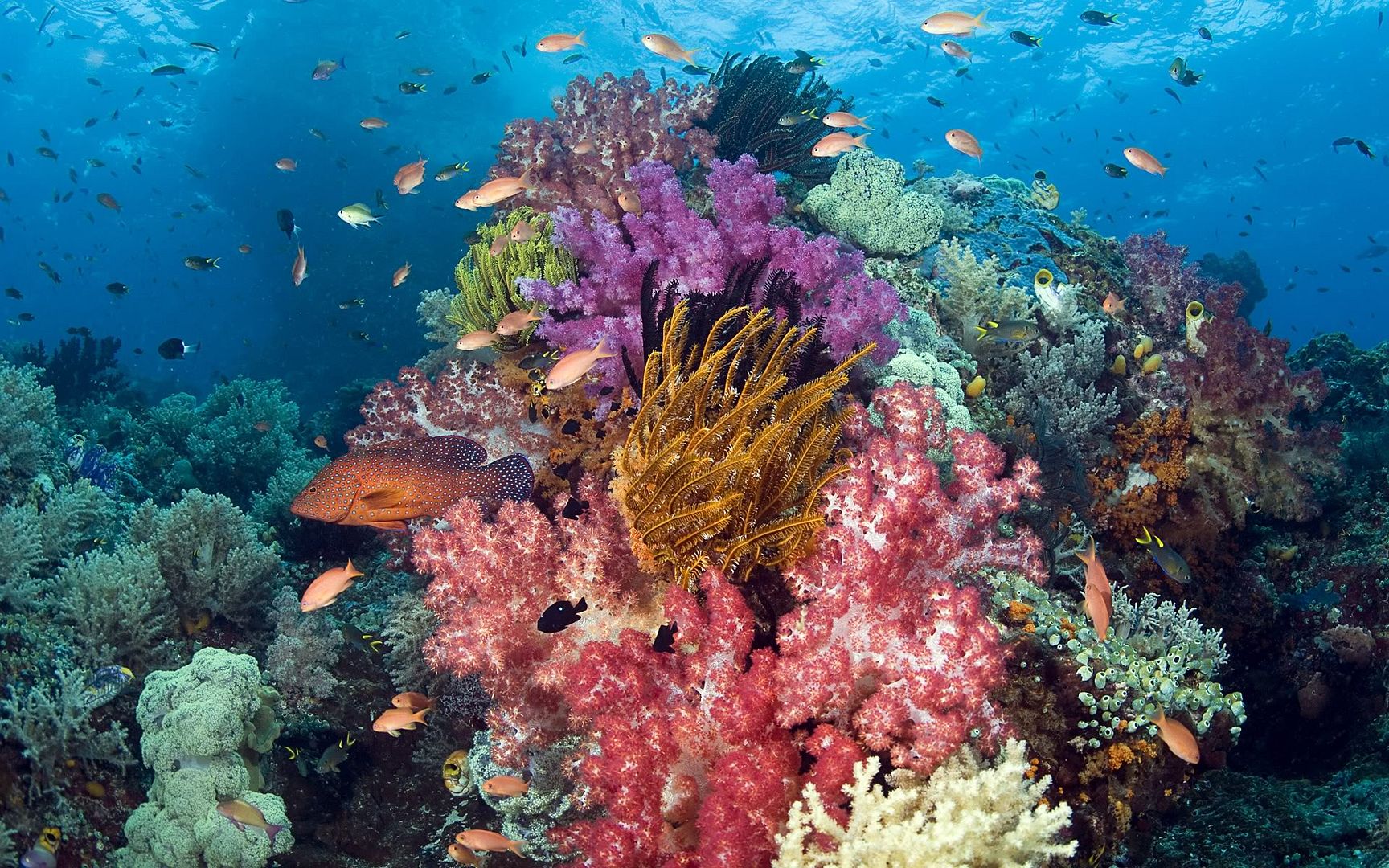 tropical_fish-1920x1200.jpg