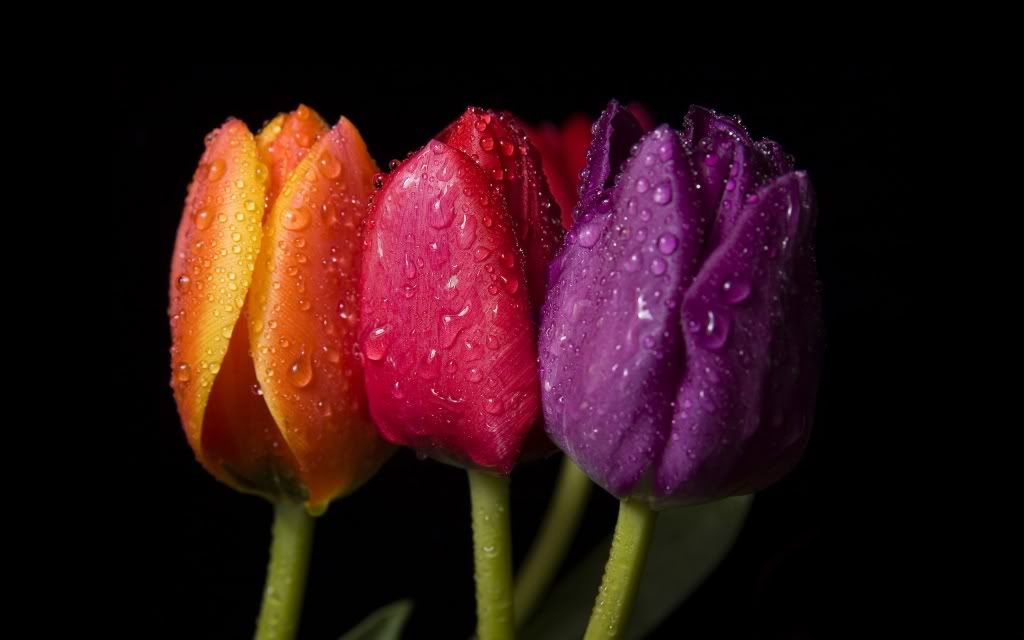 tulip_color_spectrum-2560x1600.jpg