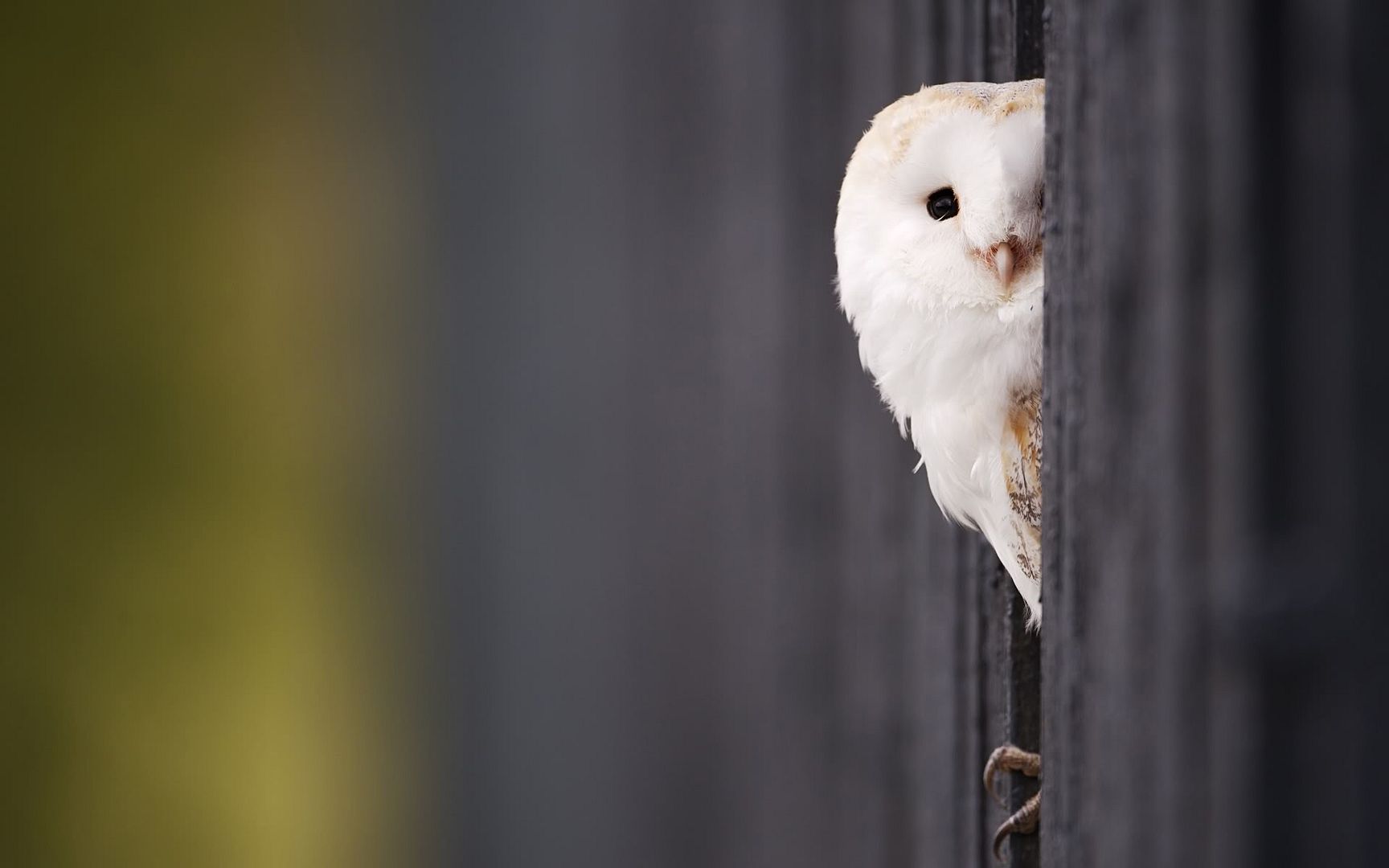 white_owl_2-1920x1200.jpg