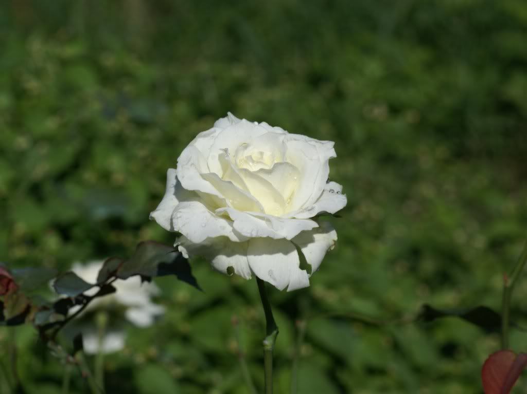whiterosewallpaperdsc02r.jpg