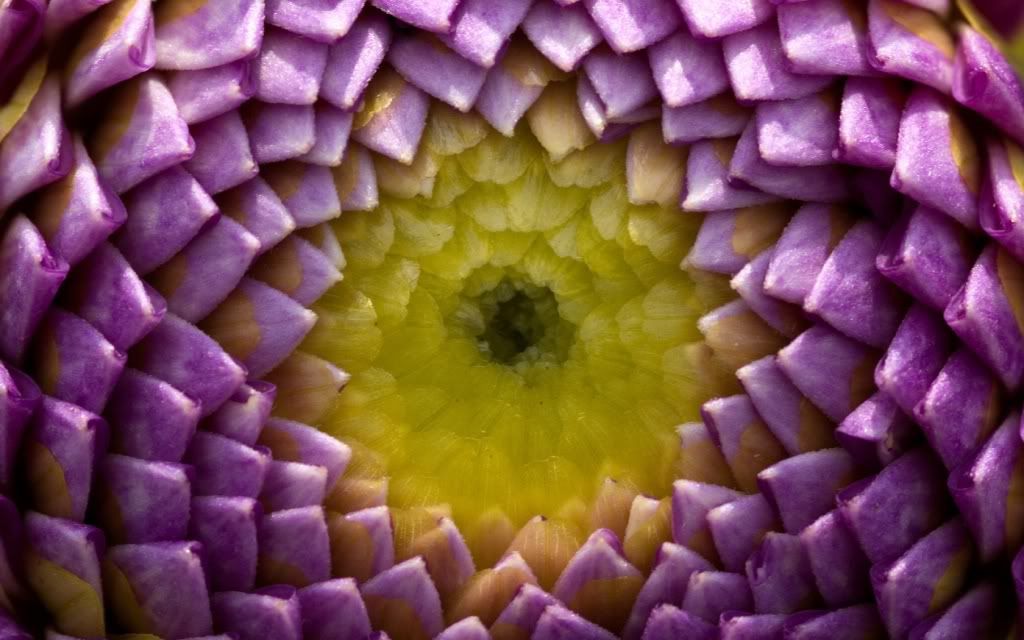 ws_Dahlia_Bud_1680x1050.jpg