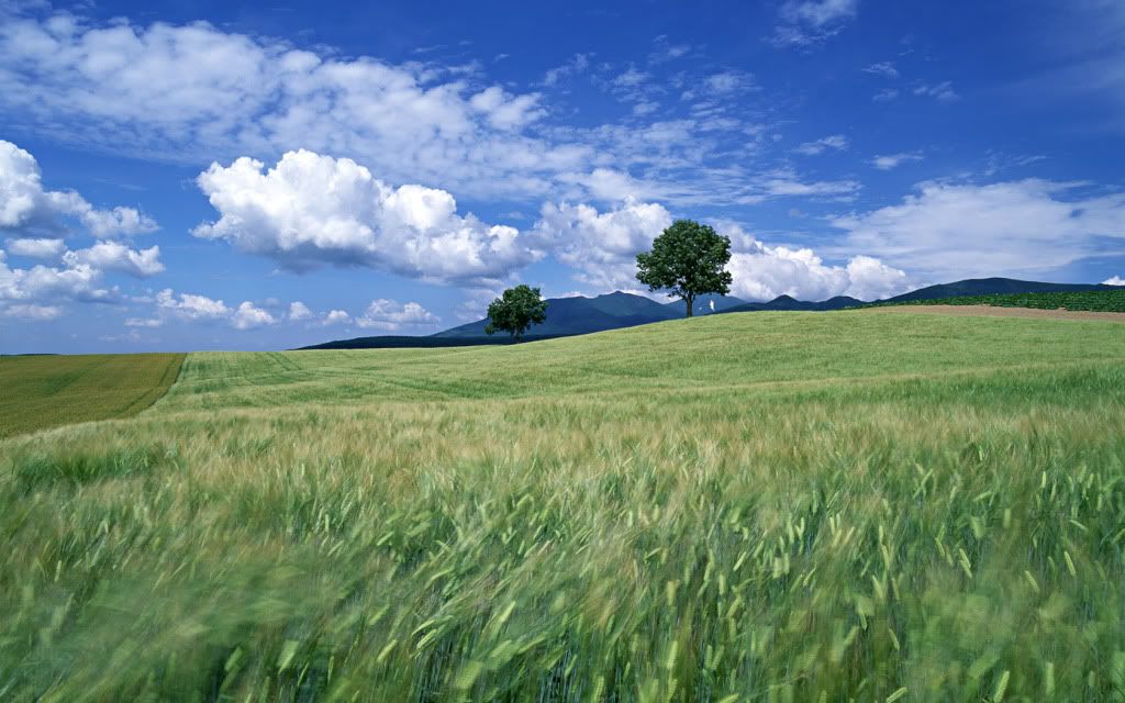 ws_Ears_in_Wind_1680x1050.jpg
