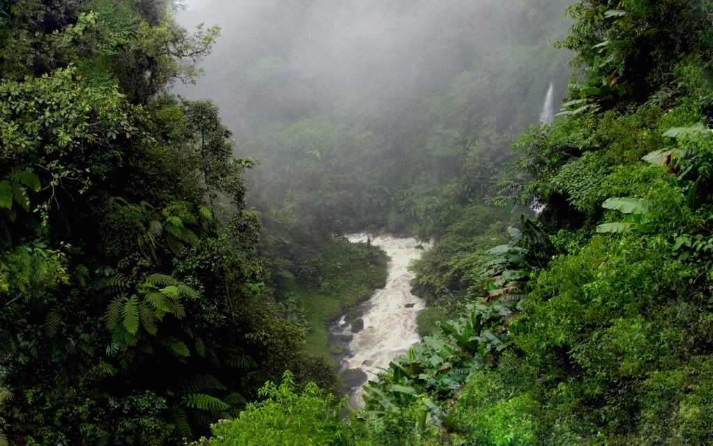 ws_Jungle_1680x1050.jpg