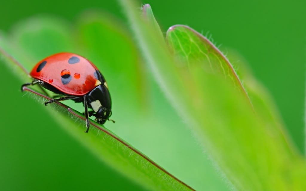 ws_Ladybug_on_leaf_1680x1050.jpg