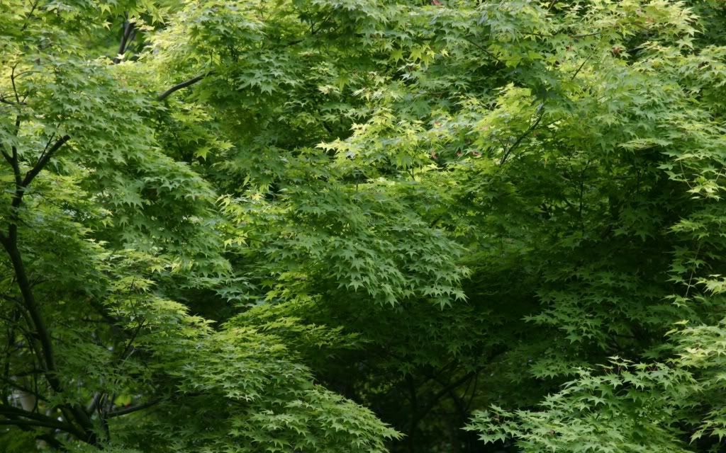 ws_Leopard_leaves_1680x1050.jpg