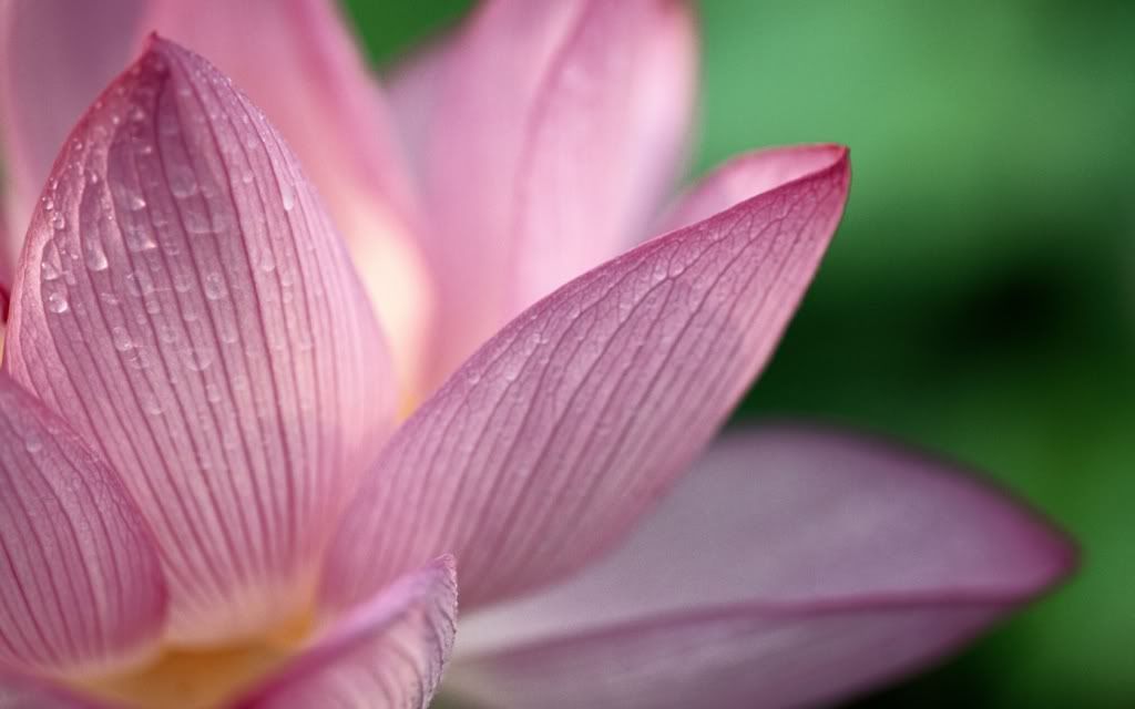 ws_Lotus_1680x1050.jpg