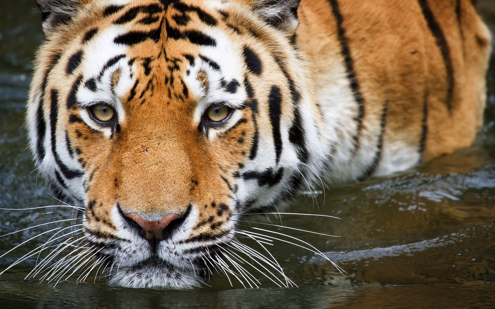 wuppertal_tiger-2560x1600.jpg