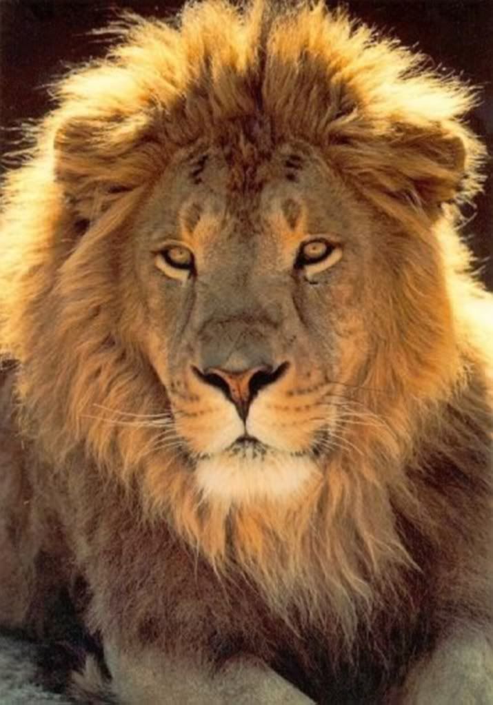 aslan-resimleri_3.jpg