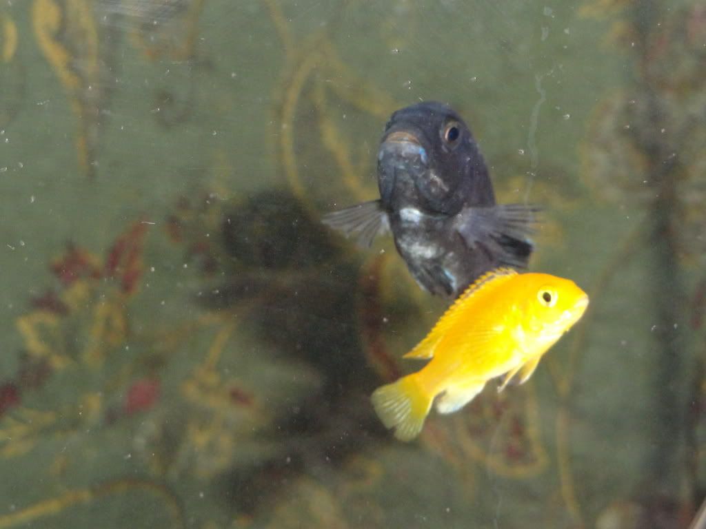 CichlidForum • Fish scales are coming off