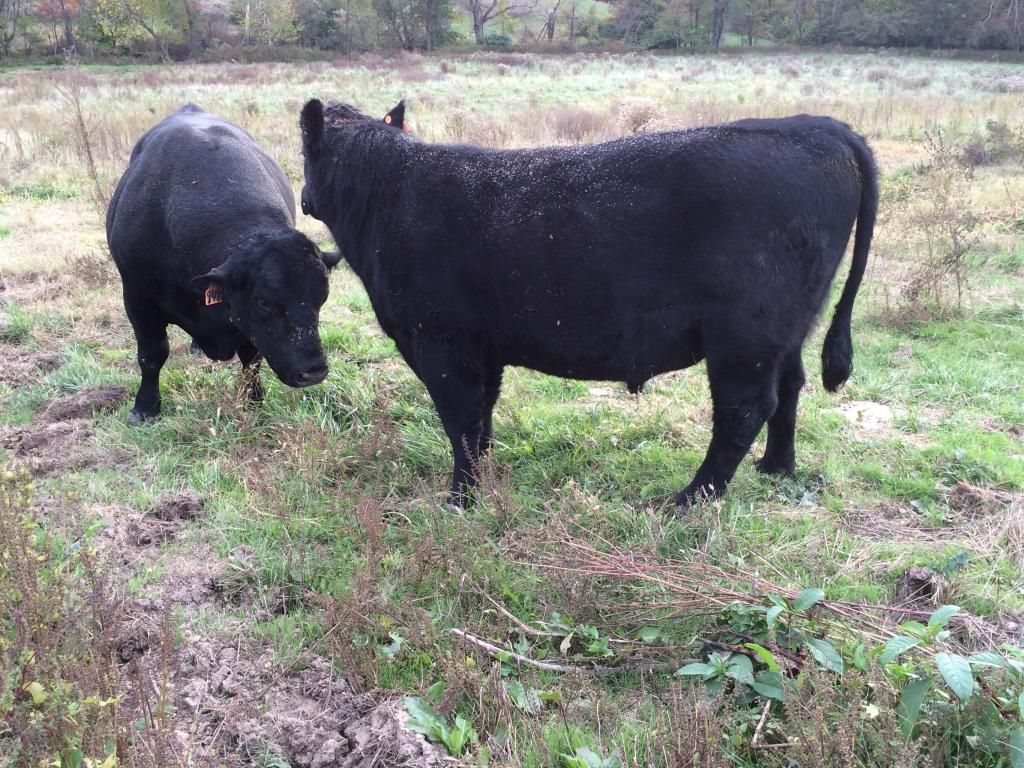Feeding young bulls Cattle, Cow & Ranching Community