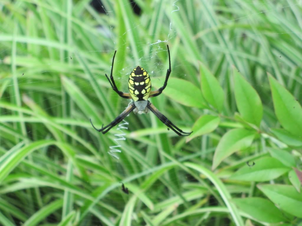 Garden spider