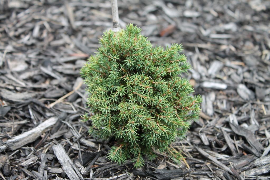 Picea glauca 'Blue Planet'
