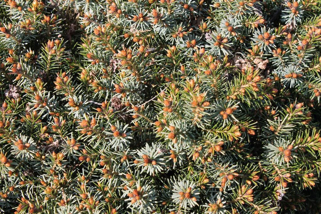 What do your conifers look like in spring?