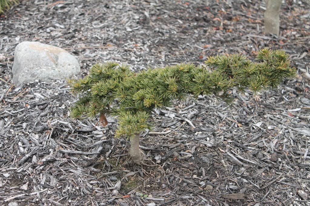Cedrus libani 'Green Prince'