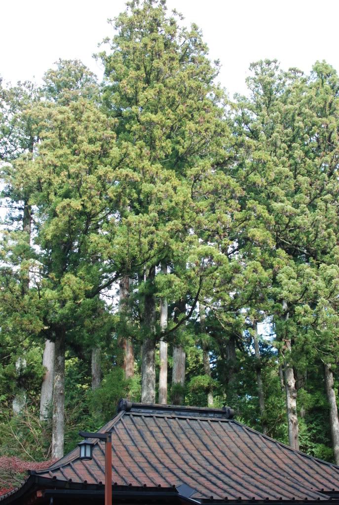 輪王寺の後ろ