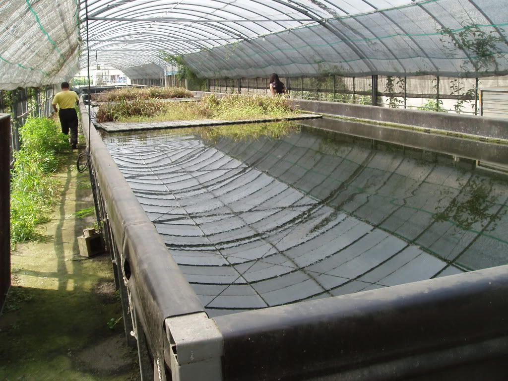 aquaponic greenhouse